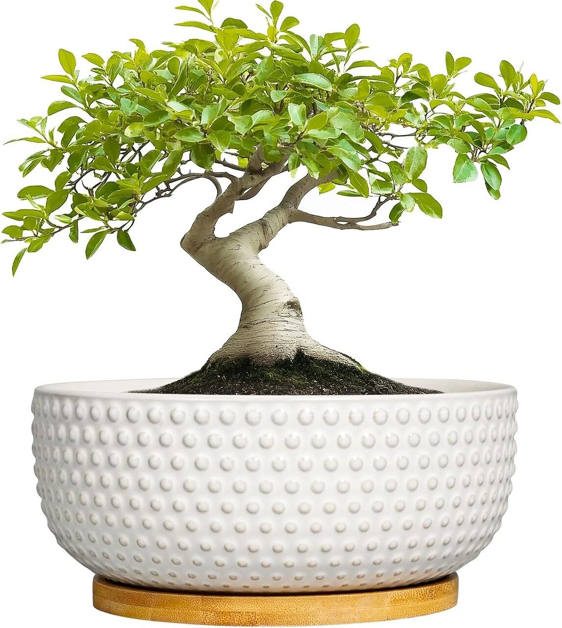 8" Ceramic Bonsai Pot – Round Indoor Planter with Drainage & Tray for Succulents & Decorative Plants